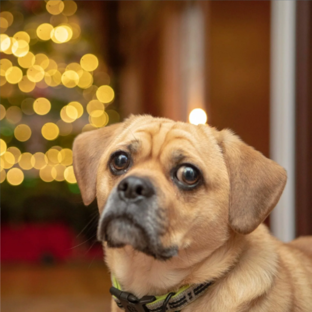 A small brown dog with sad eyes in front of a blurred Christmas tree with lights.