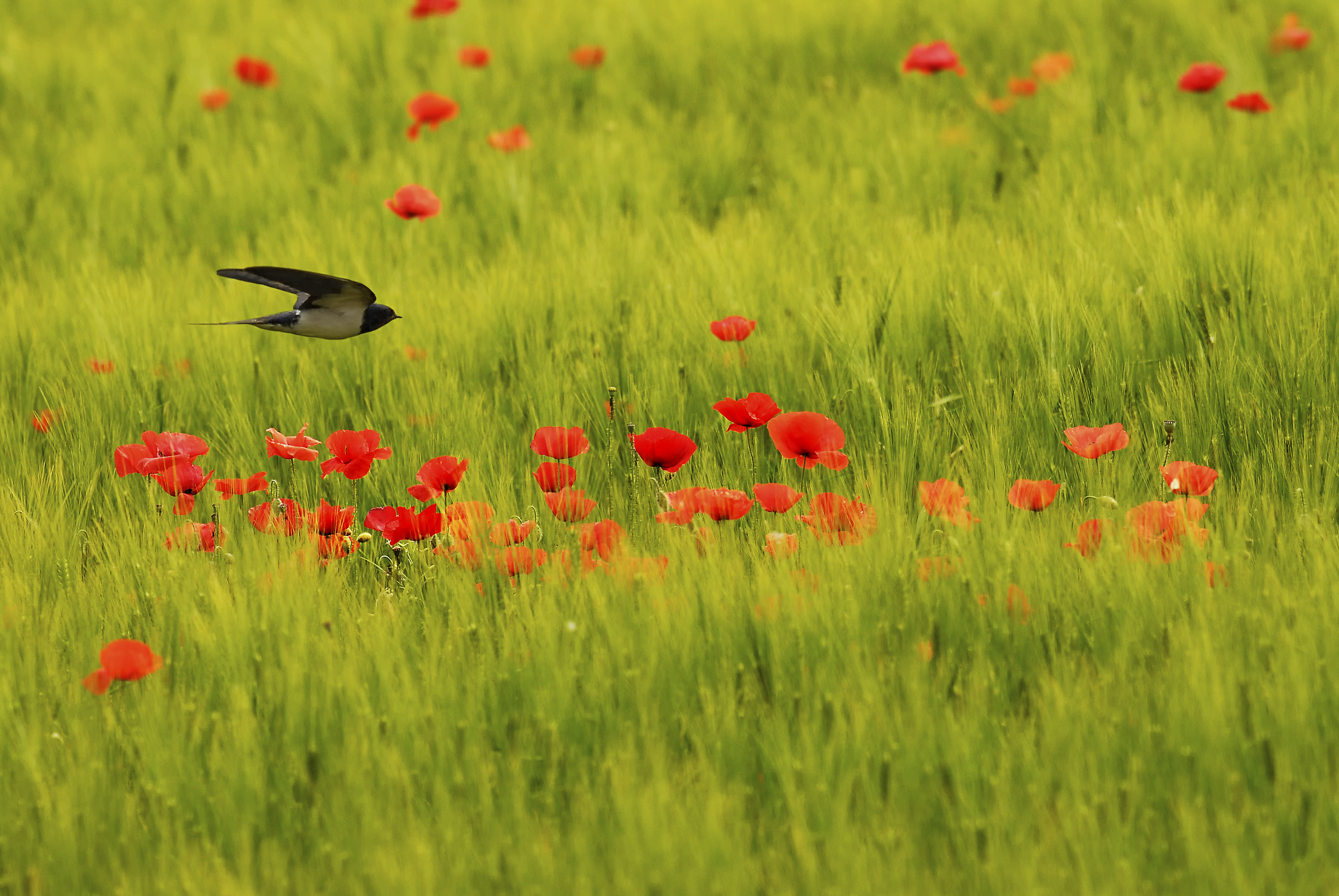 The Swallow was chosen as the symbol of Voice For Parents because of its association with hope and freedom. The Swallow also represents love, care and affection towards family and friends.