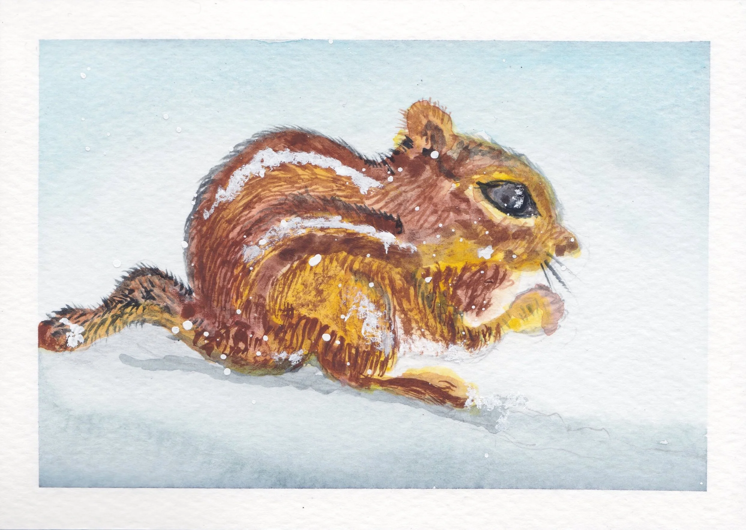 squirrel.jpg
