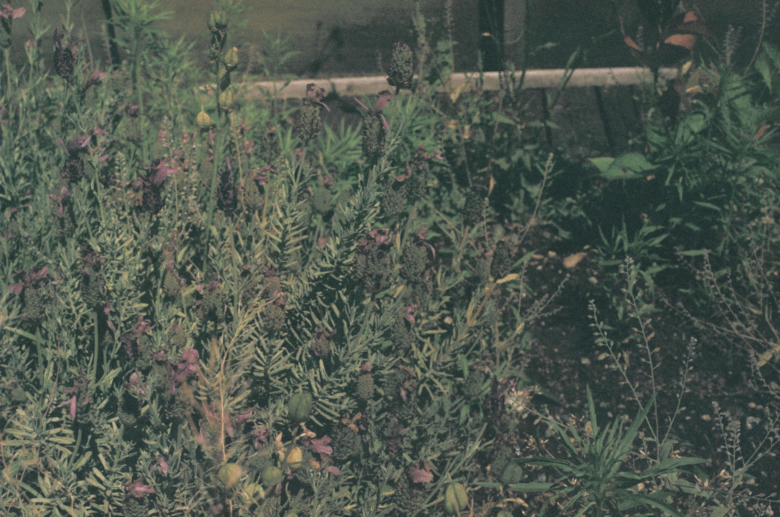 Lavender, 2014