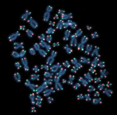 An actual photomicrograph of chromosomes with the telomeres on the tips