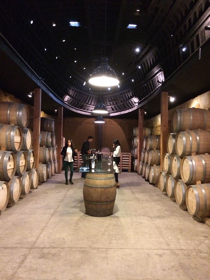 VINEYARD.jpg