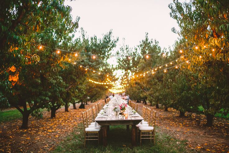 Outdoor Dinner in Orchard with String Lights.jpg