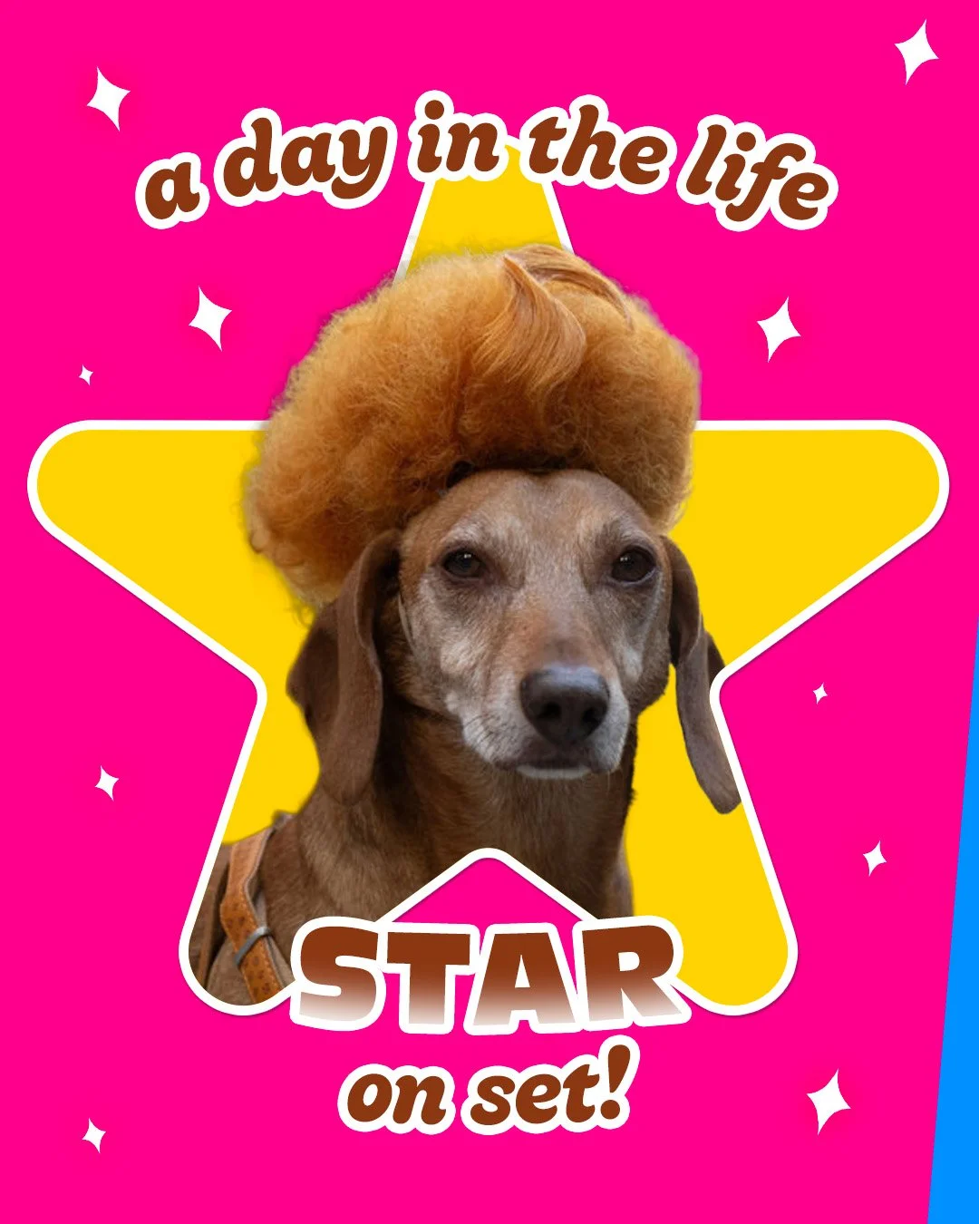853000-CCS-Social-Nov-Music-07-dog-01-1080x1350.jpg