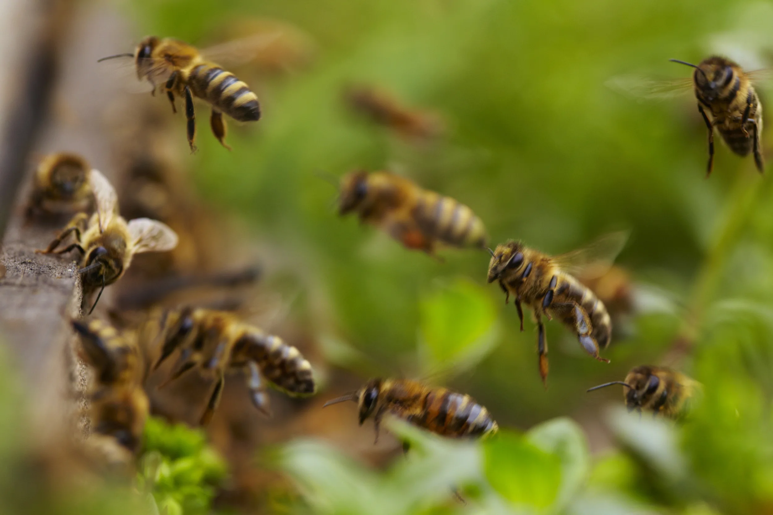 Fieldstone Apiaries