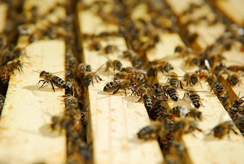 busybees.jpg