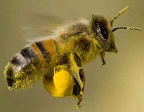 pollen-loaded-bee.jpg