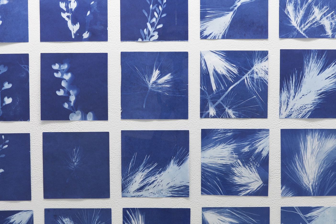  In the same breath, installation shot of cyanotypes  Collaboration with Joële Walinga September 7 - October 13, 2018 Gallery 44, Toronto  This exhibition investigates the transference of memory from one living thing to another. "In the same breath" 