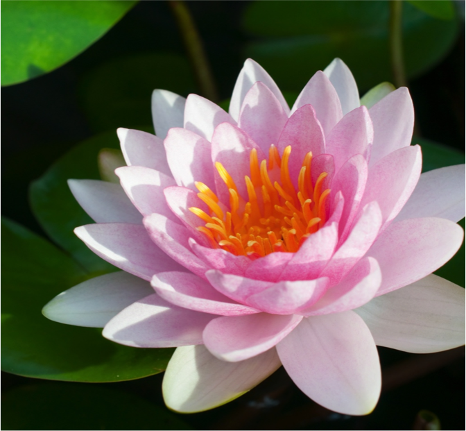 Lotus pink.png