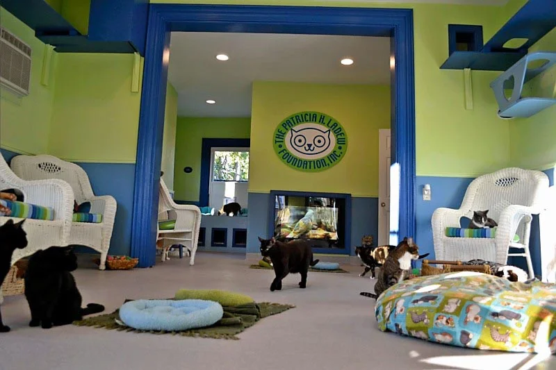 healthiest budget dog food