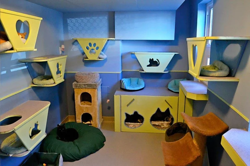feralcatroom.jpg