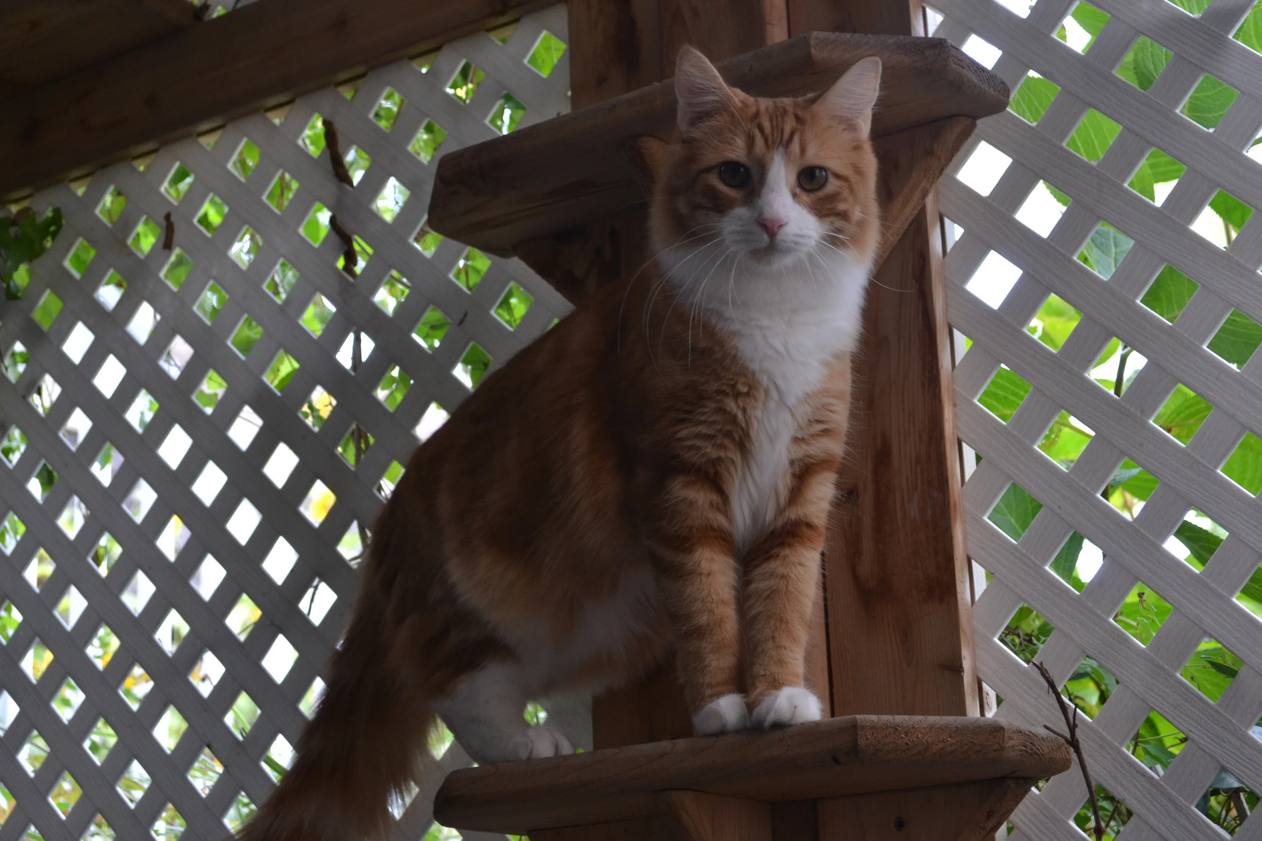 DSC_0266.JPG