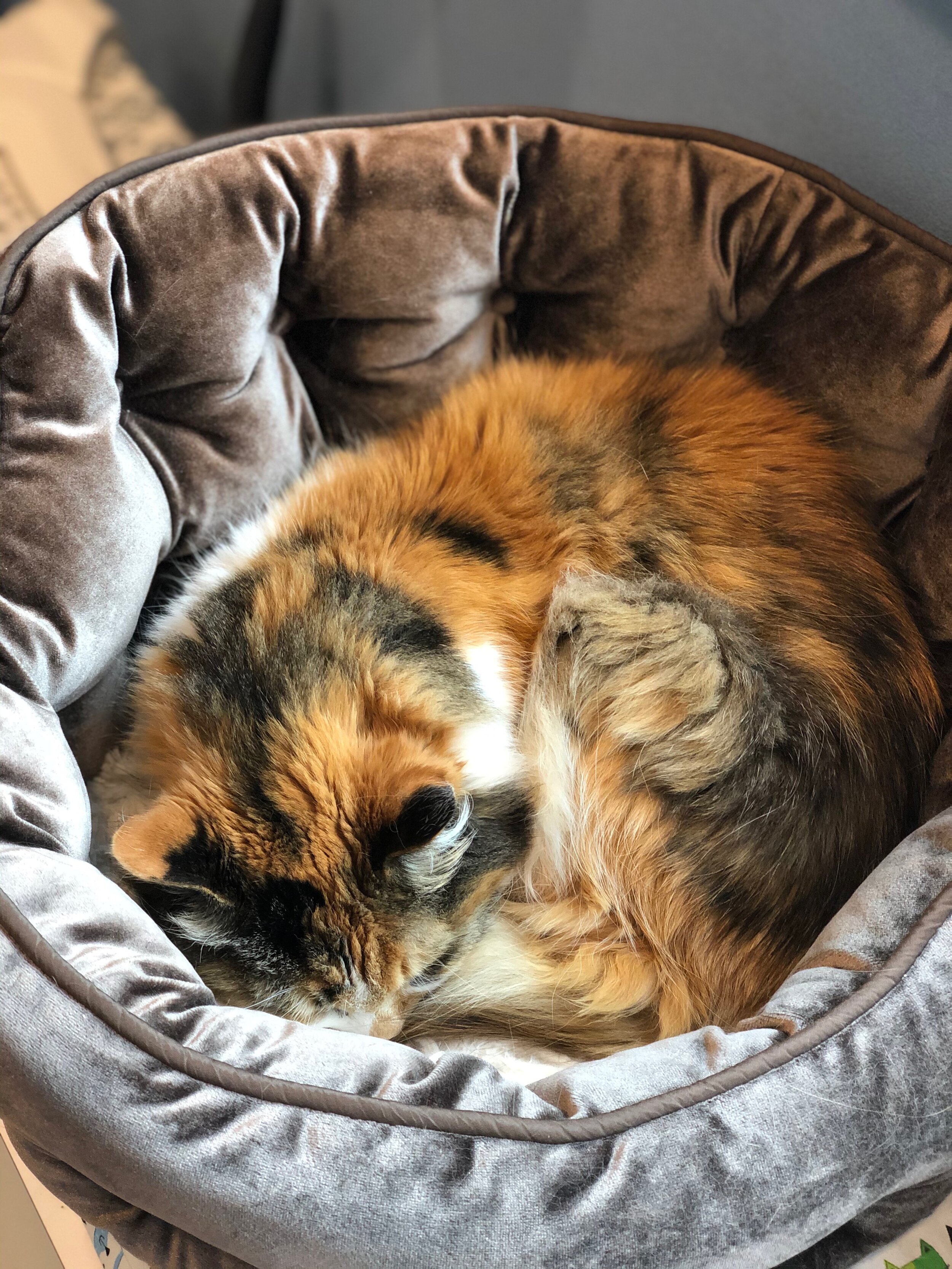 Miss Moppet.jpeg