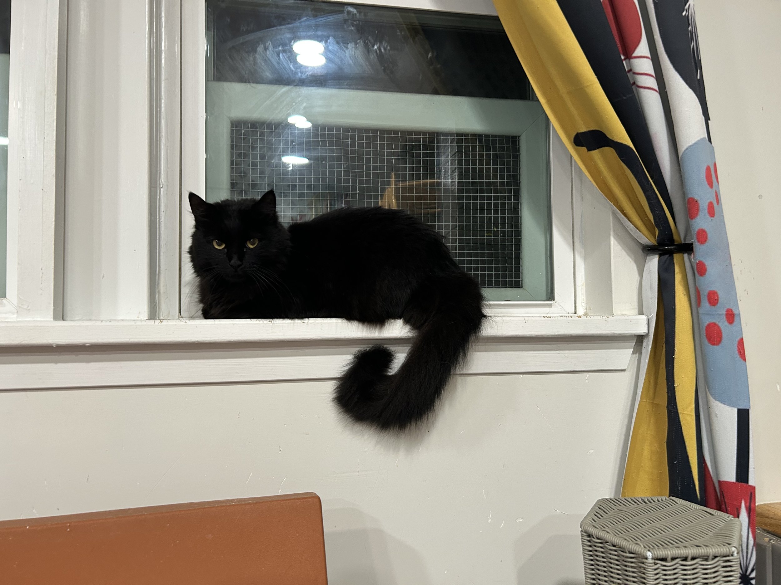 Fluffy.jpeg