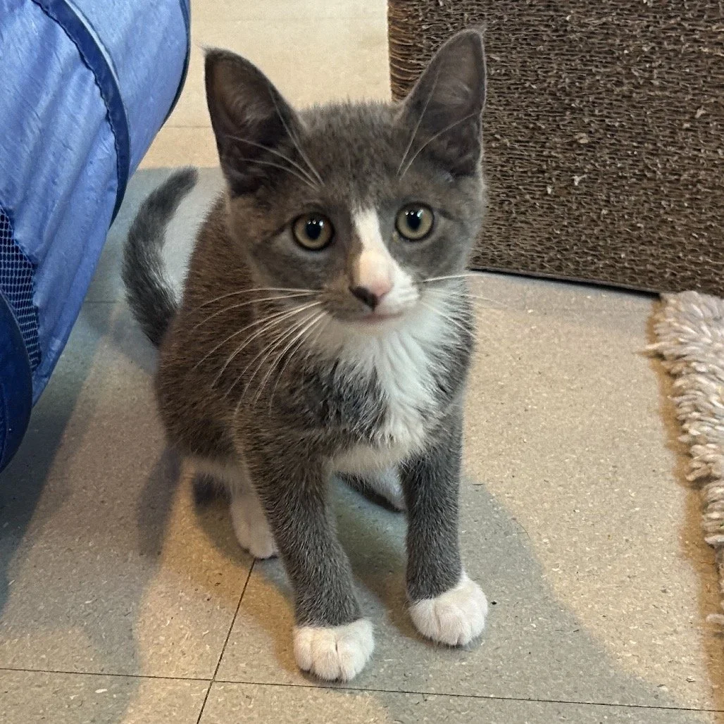 Gigi2.jpg