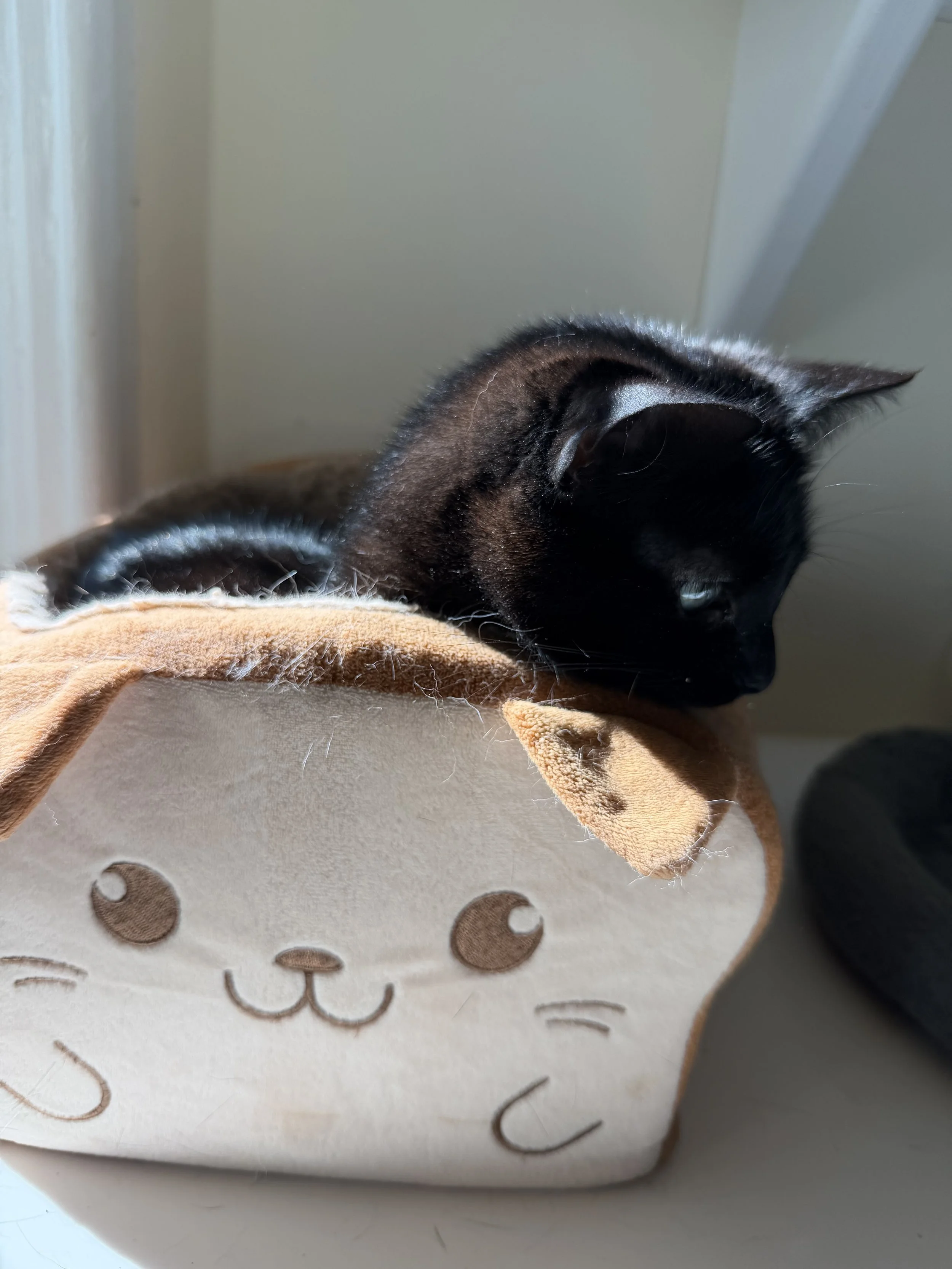 Gracie.jpg