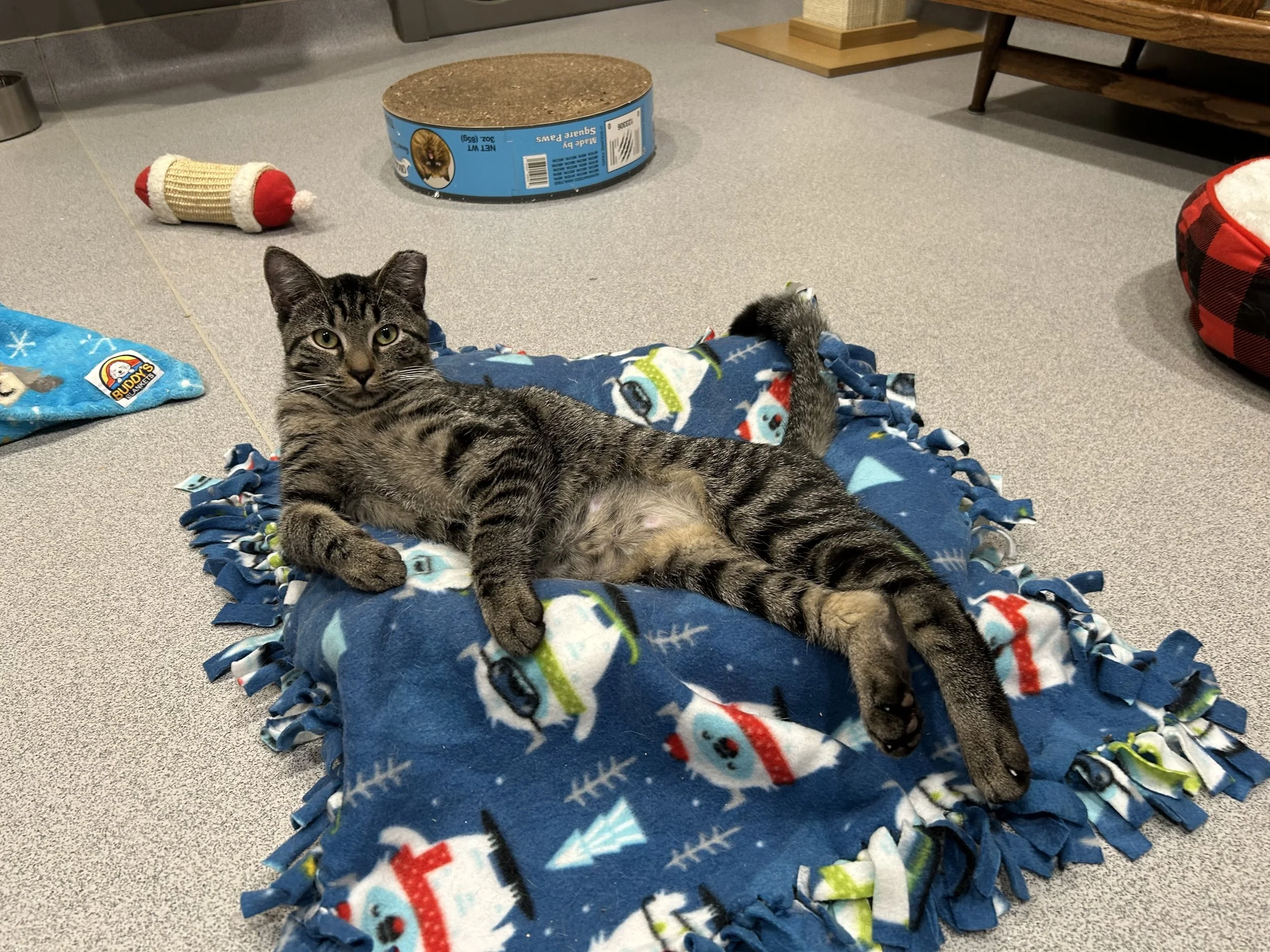 Tabster.jpg