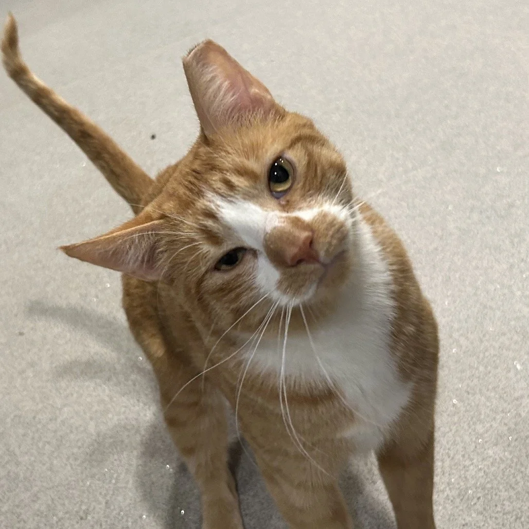 Prince Charming 2.jpg