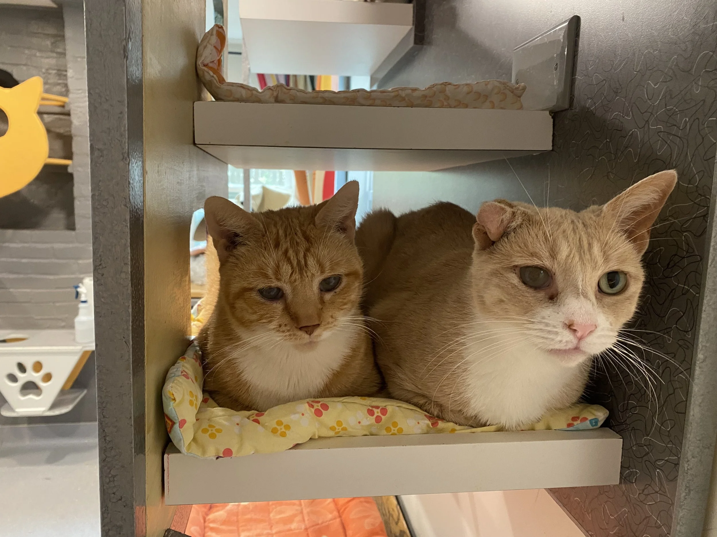 barnaby and lucy.jpg