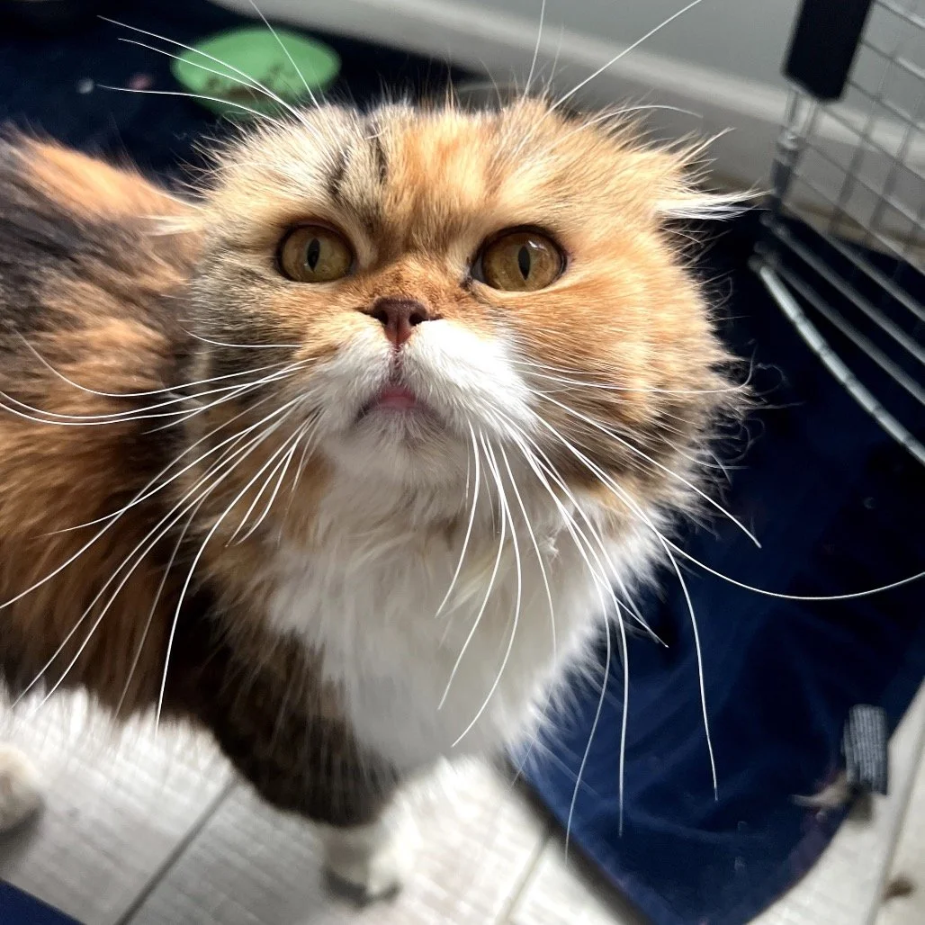 Cinnamon2.jpg