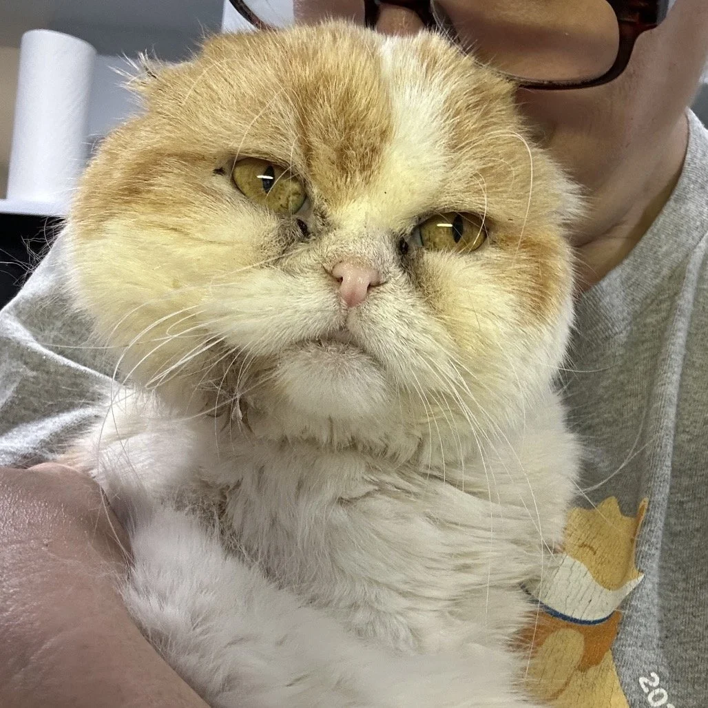 Sam.jpg