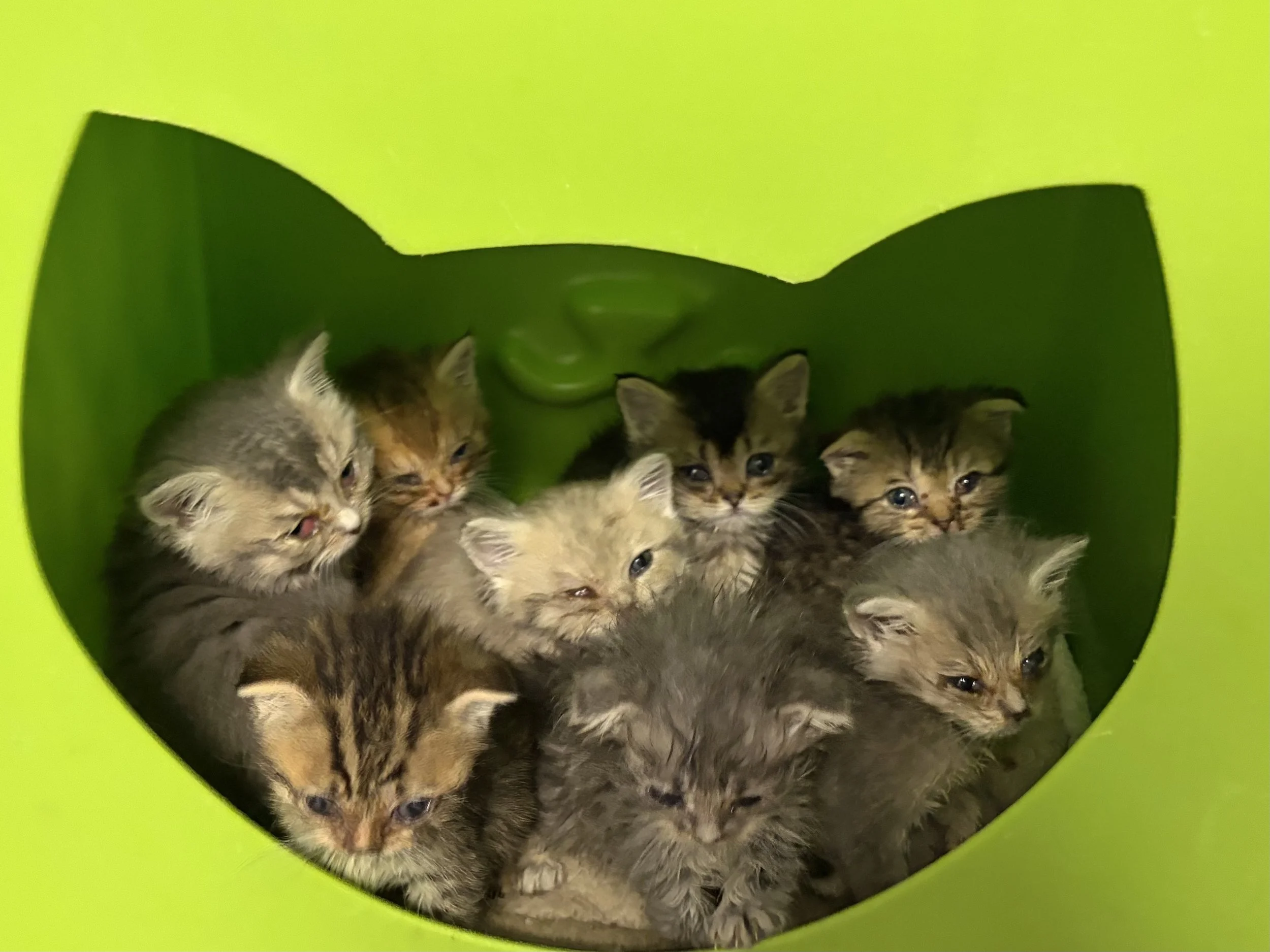 Glen cove kittens.jpg
