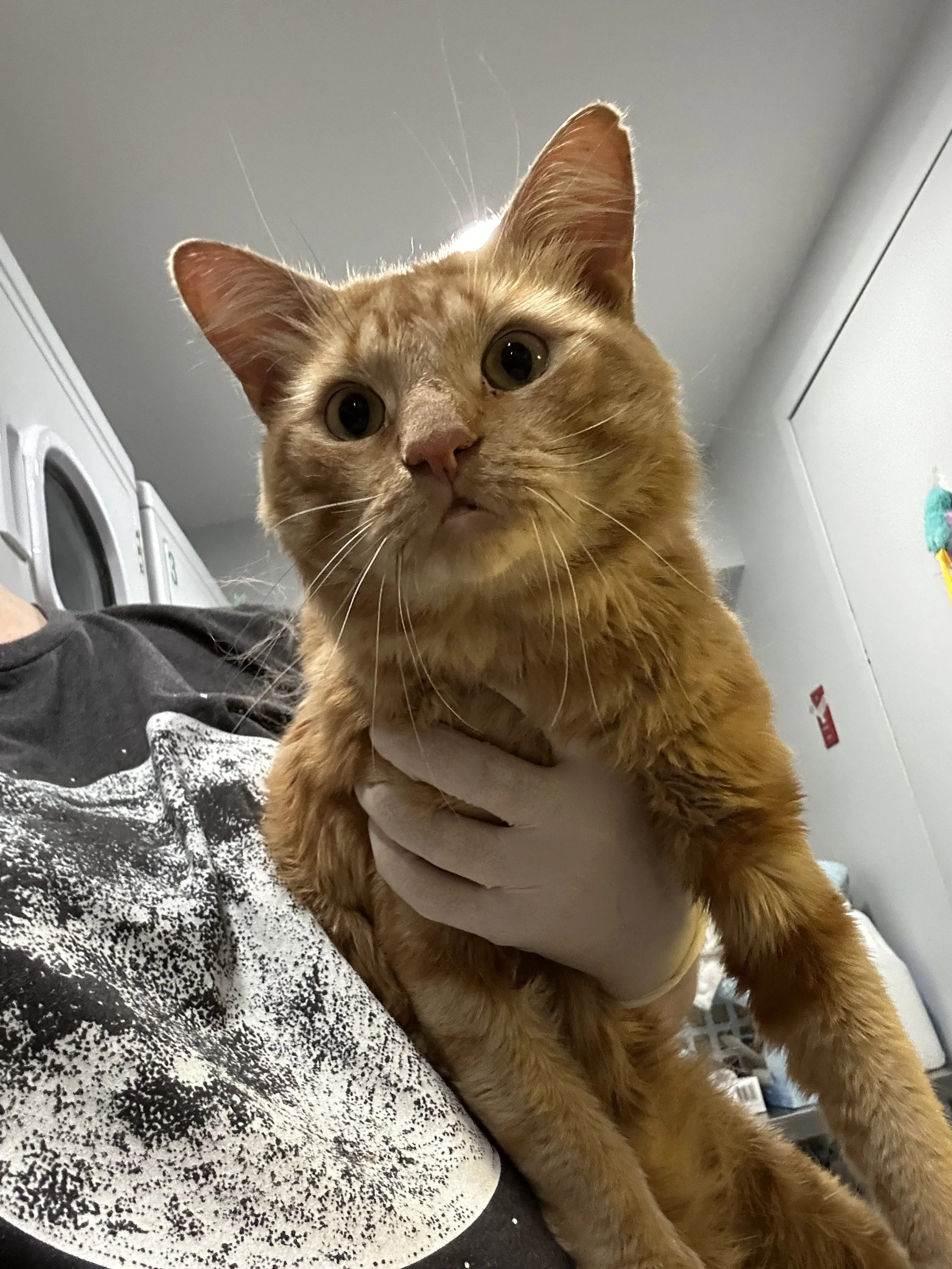 Pumpkin.jpeg