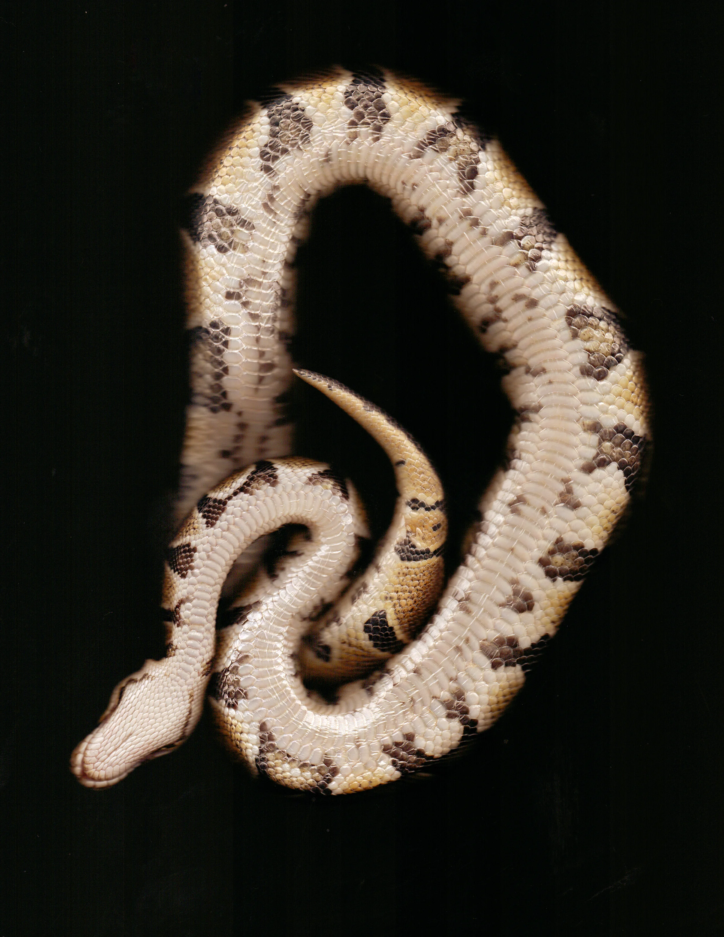 evis1.jpg