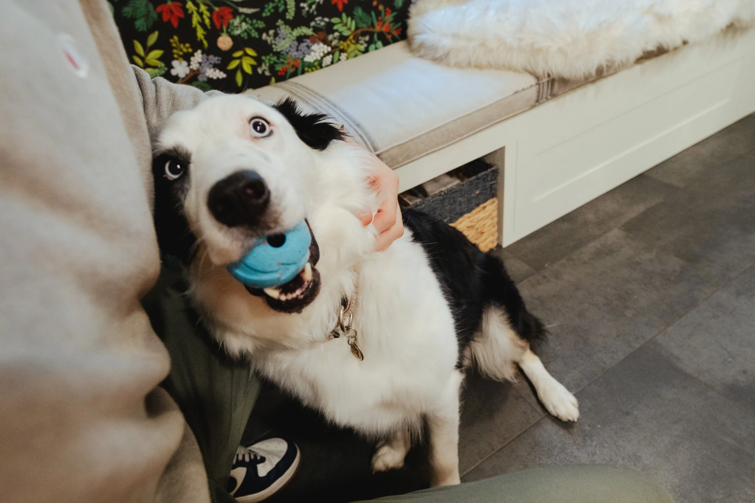 French Craftsman Dogs