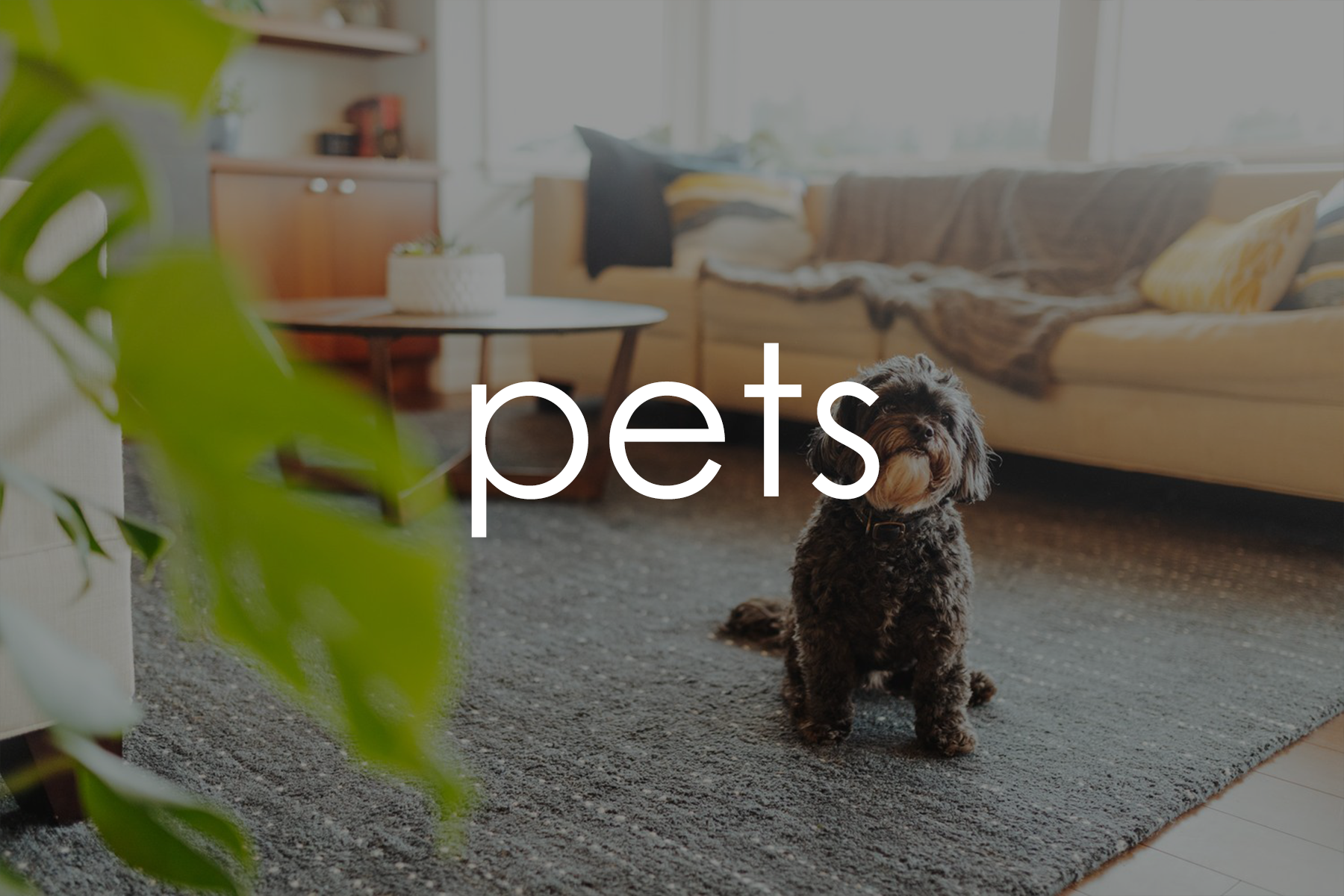 2026 gallery pets.png
