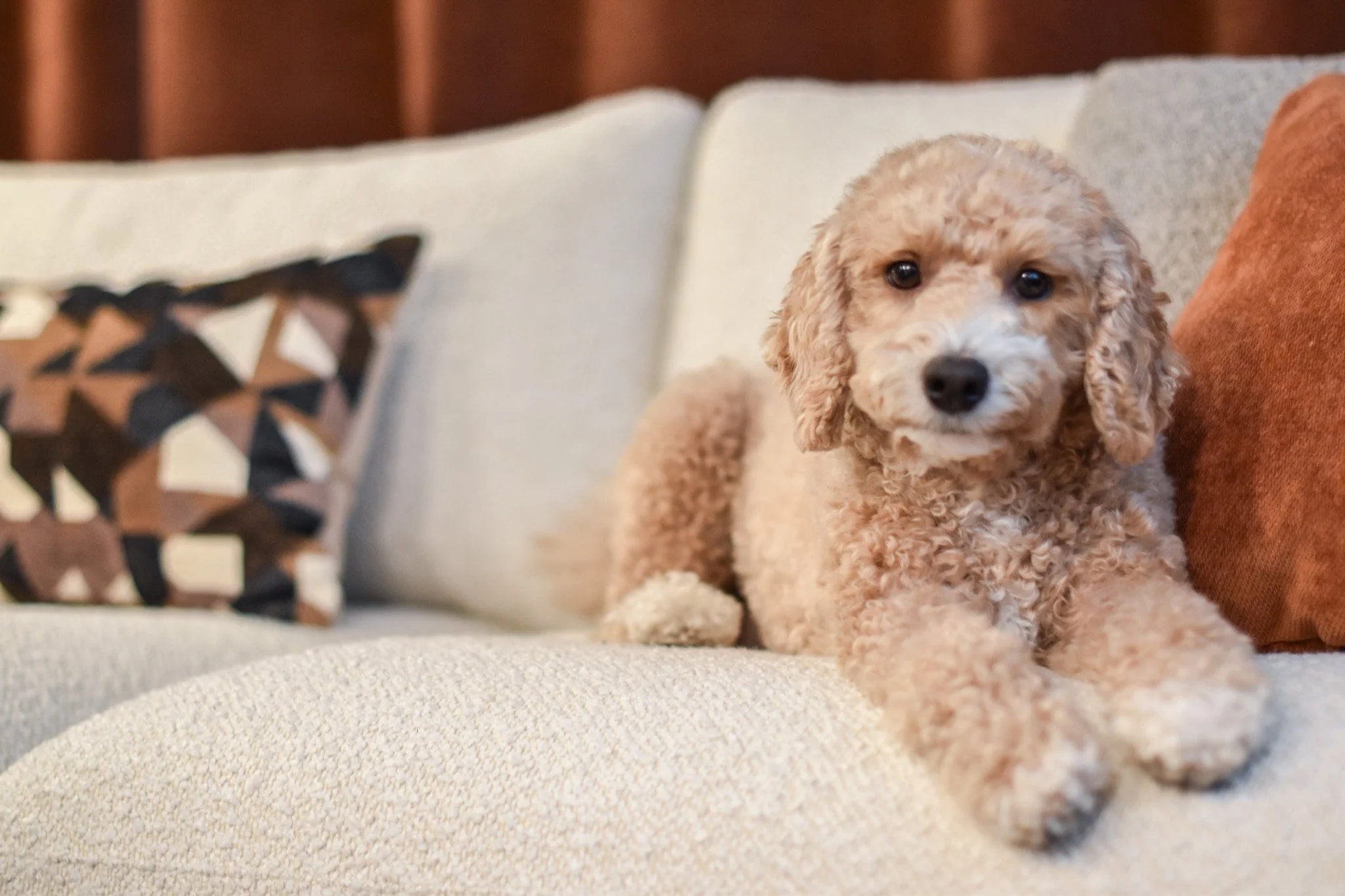 Warm apartment Refresh dog