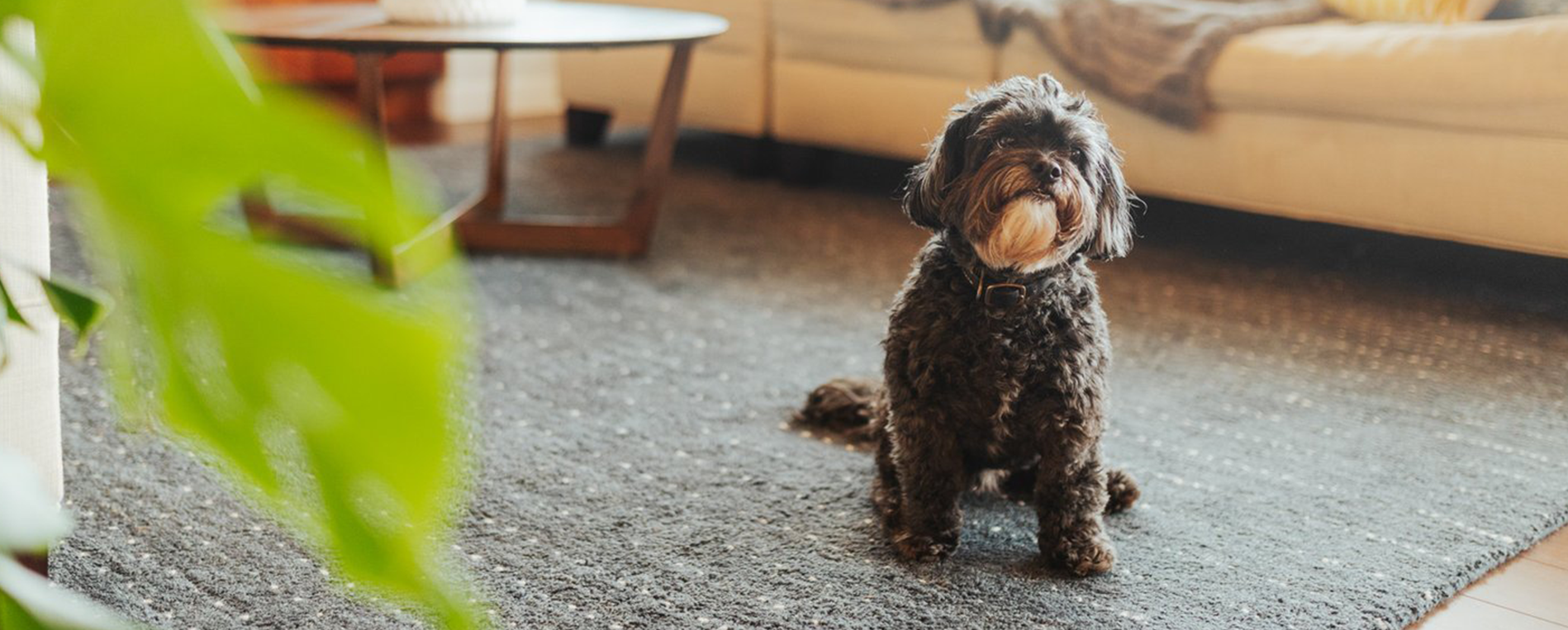 dog in home on carpet in silverdale washington
