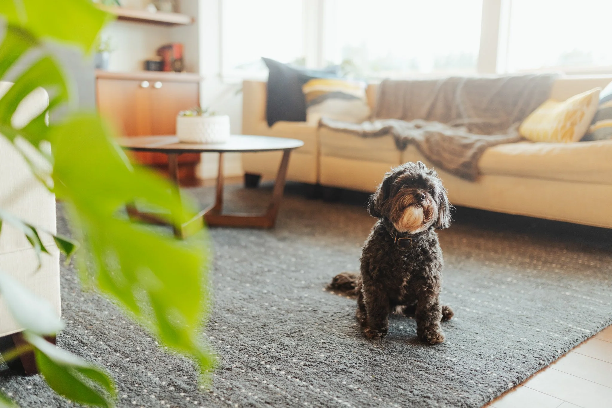 60s Time Capsule Dog