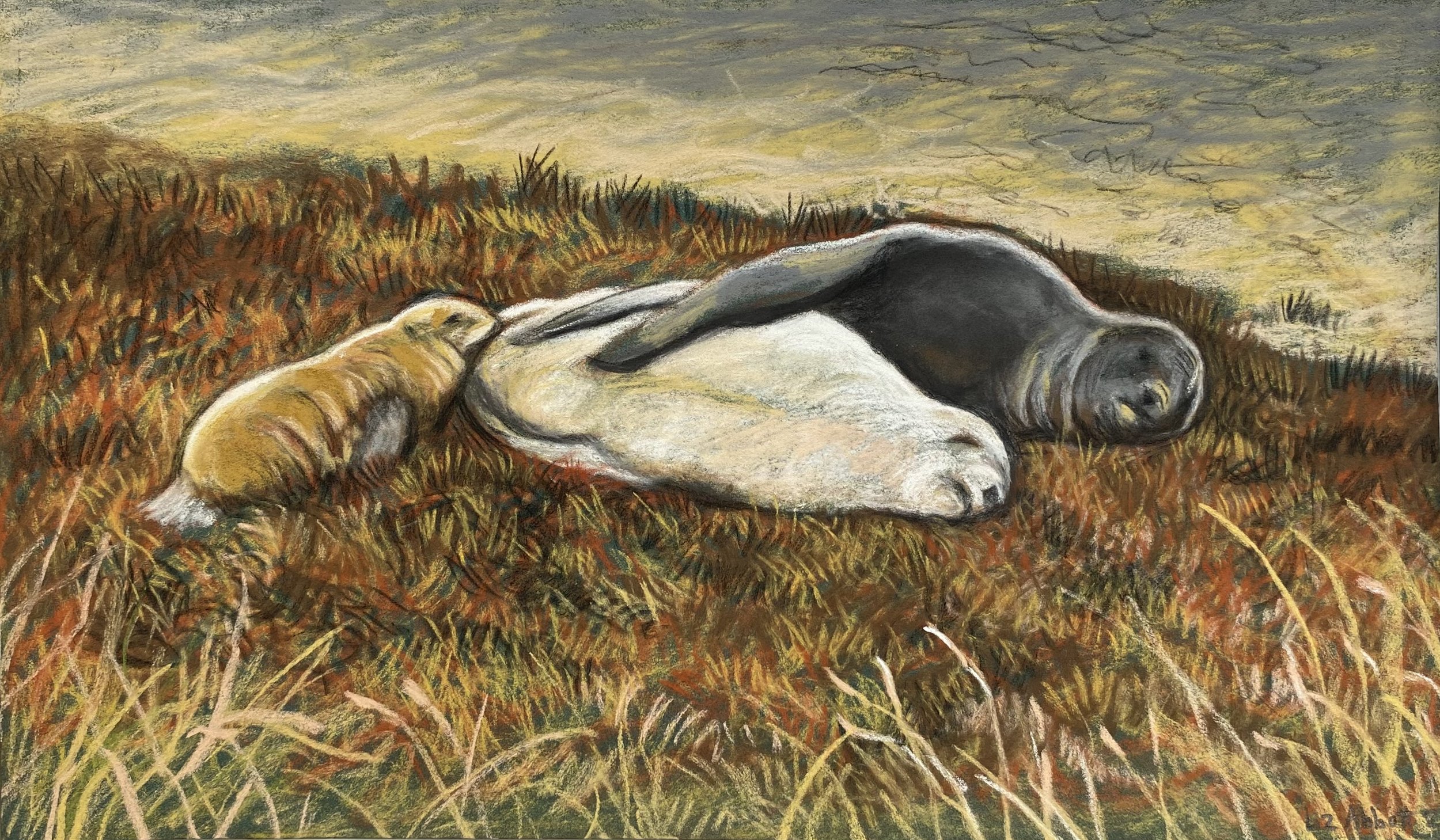 “Pakake sleeping” ” Liz Abbott 2022 Pastel on paper 290 x 170mm