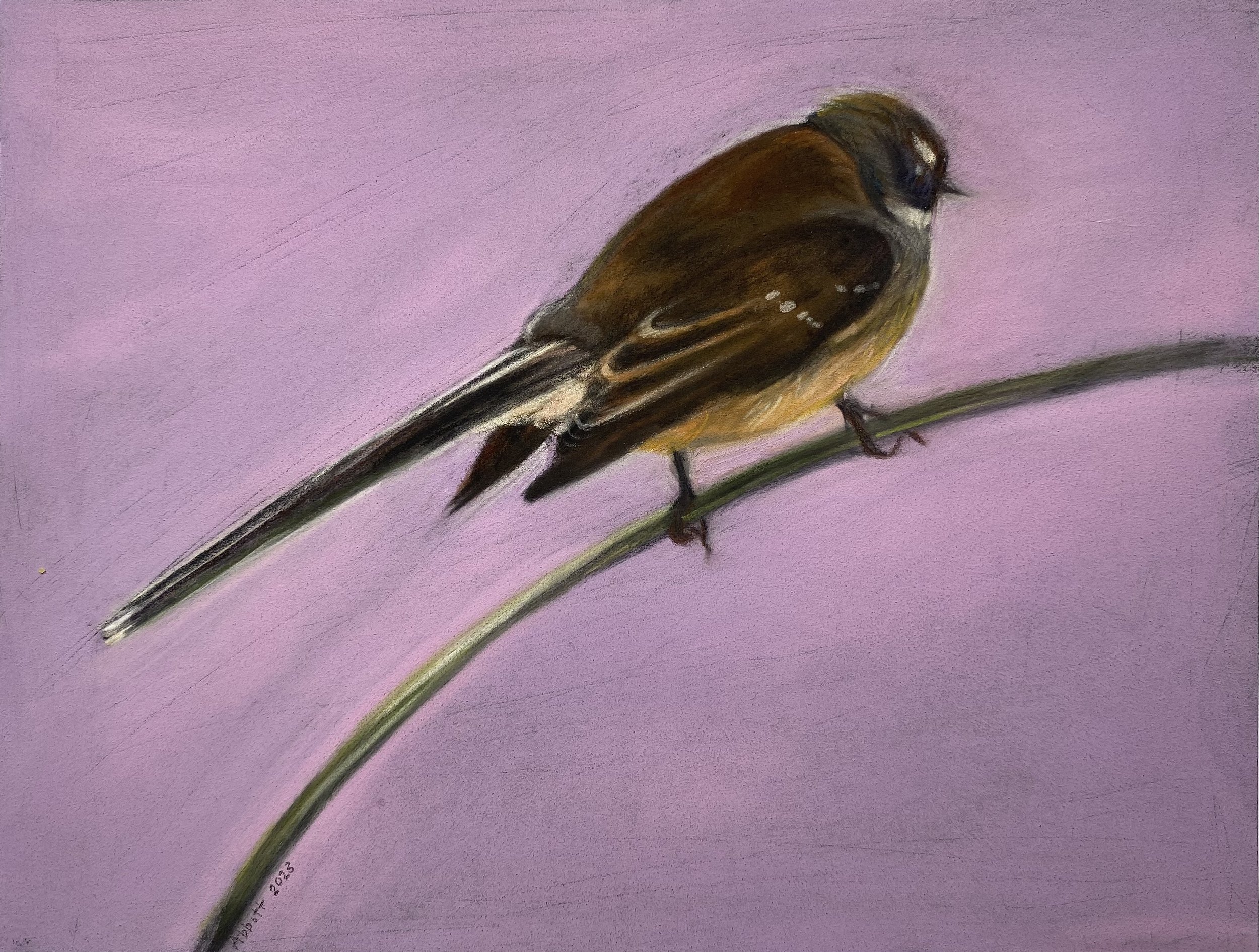 “Pīwakawaka Study II” Liz Abbott 2023 Pastel on paper 238 x 180mm