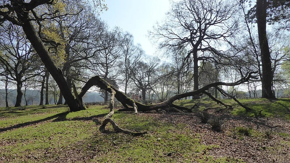 960px-Split_tree_-_geograph.org.uk_-_5342852.jpg