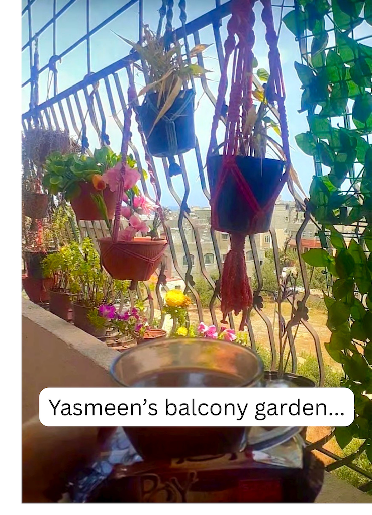 Yasmeen's balcony garden.png