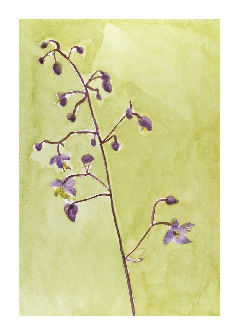 Chinese Meadow Rue copy.jpeg