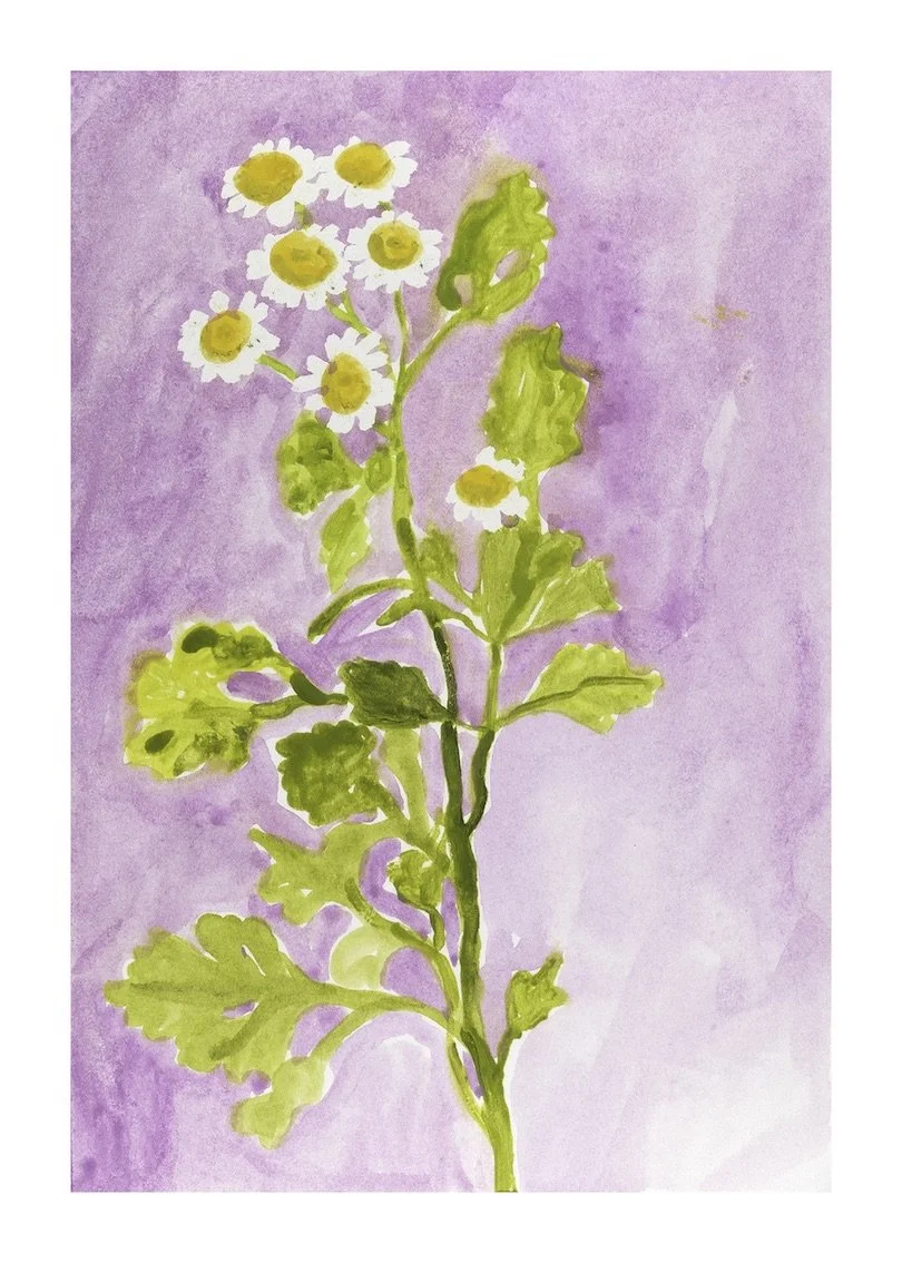 Pyrenthnum Daisy copy.jpeg