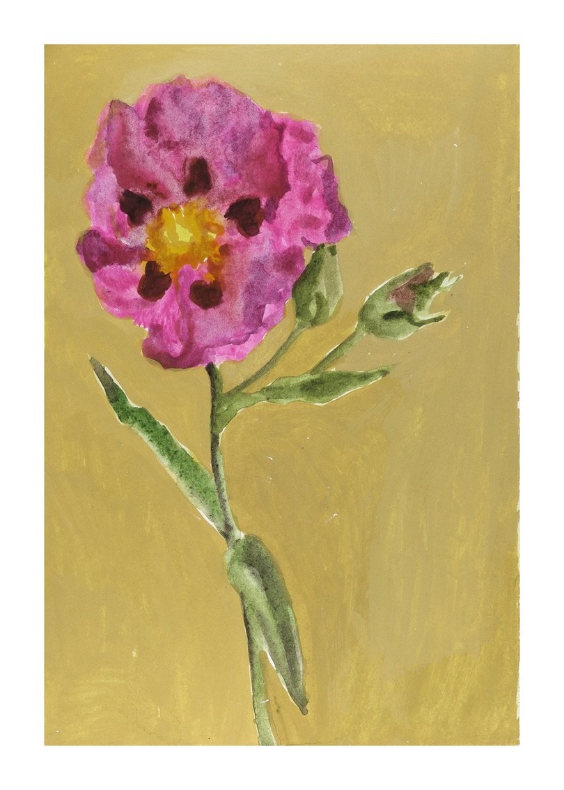 Rock Rose copy.jpeg