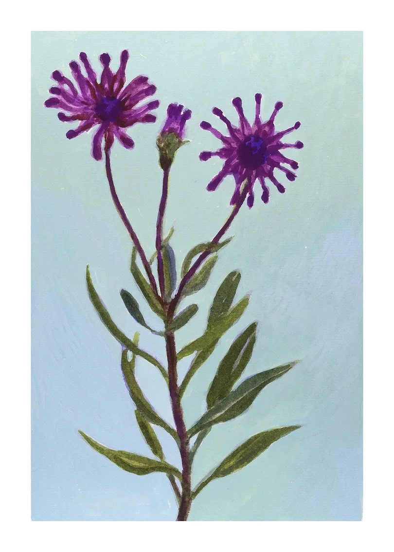 Cape Daisy - Purple Whirlygig copy.jpeg