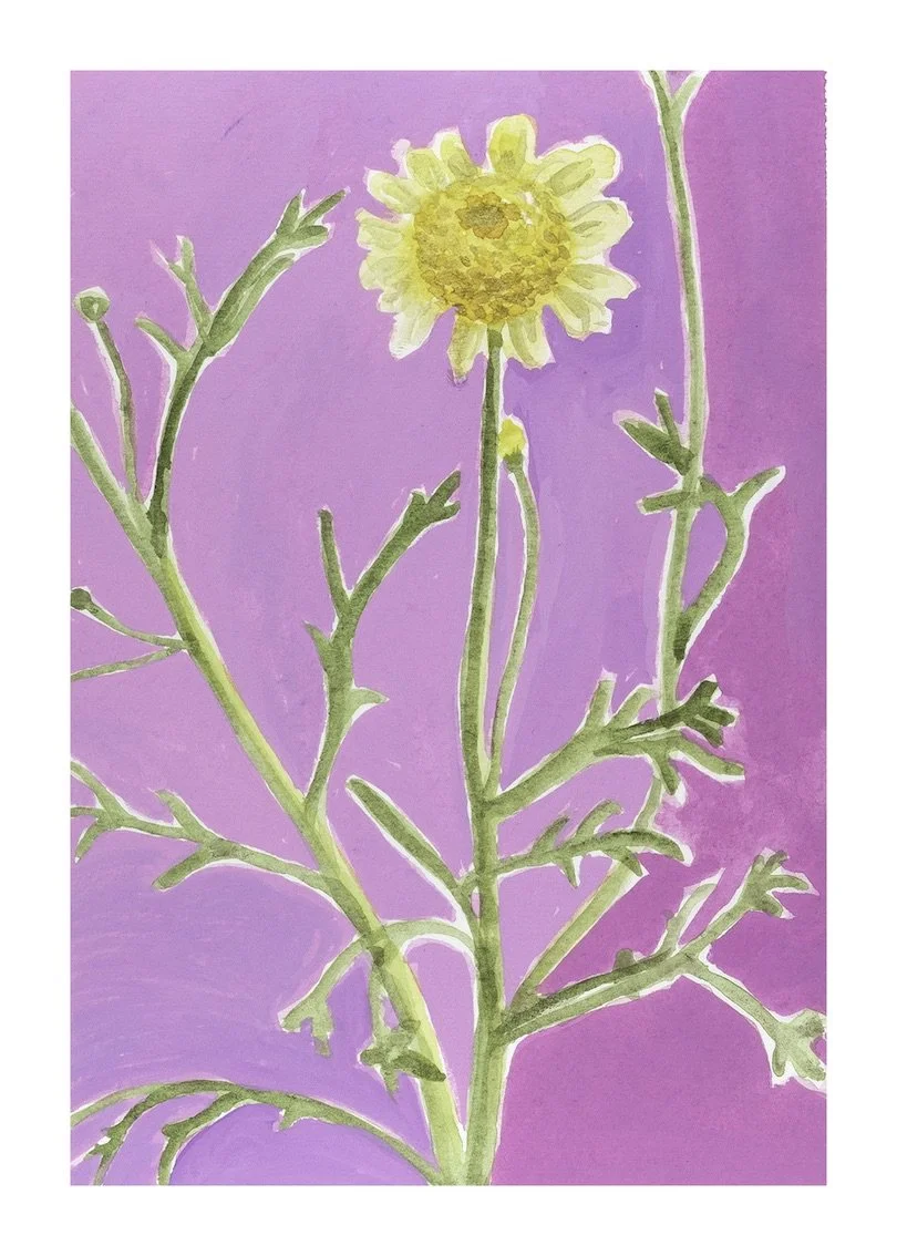 Marguerite Daisy - Double Yellow copy.jpeg