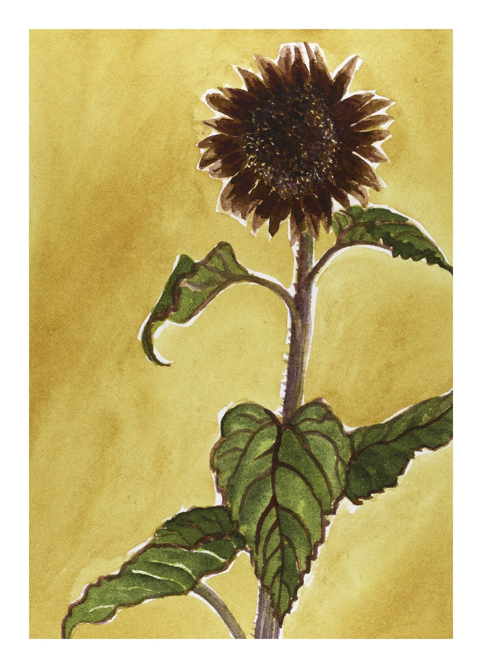 Red Sunflower copy.jpeg