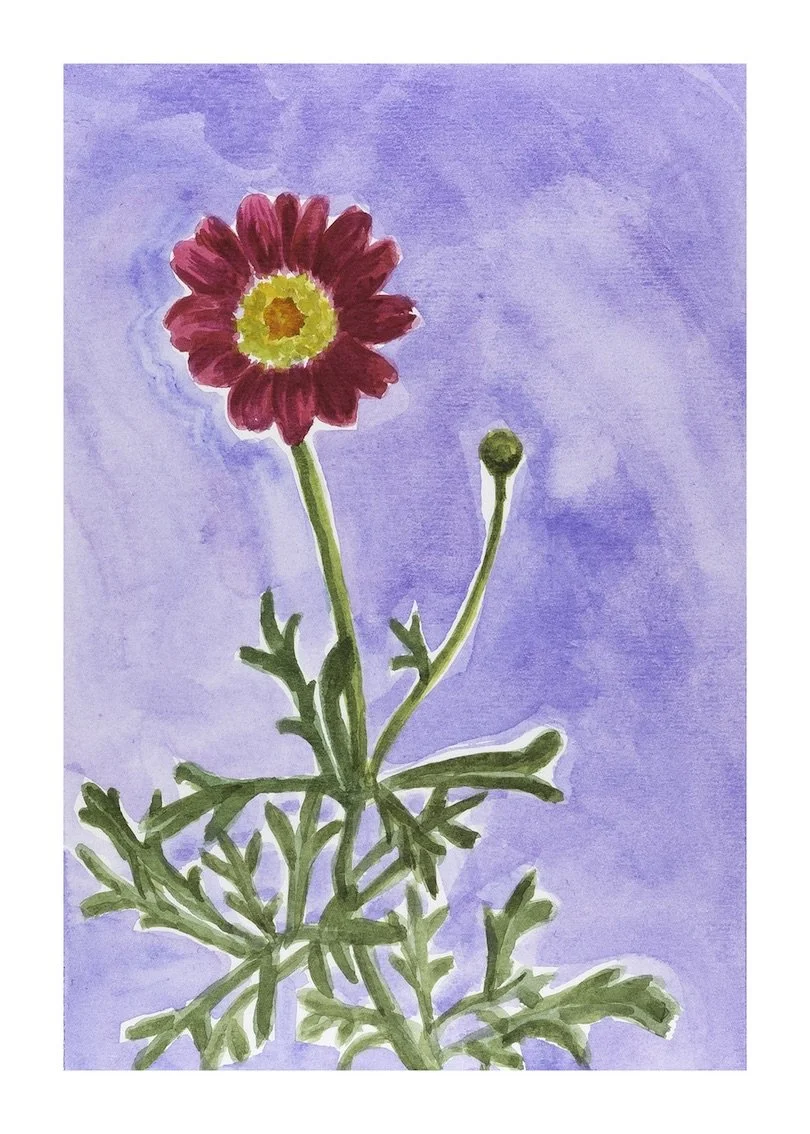 Marguerite Daisy - Starlight Red copy.jpeg