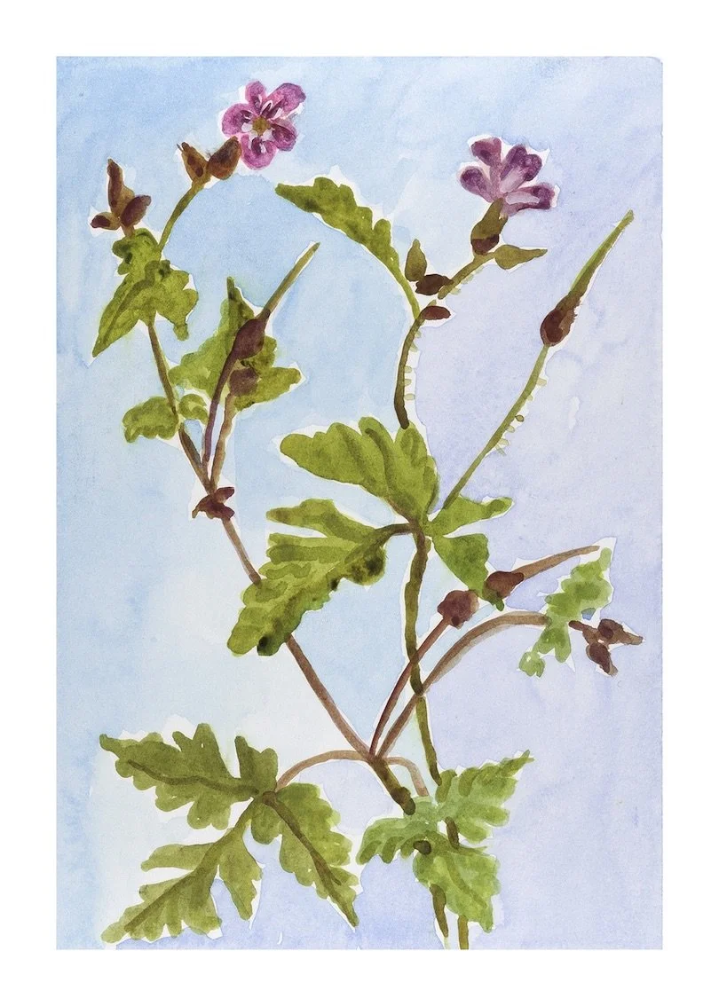 Herb Robert - Stinky Bob copy.jpeg