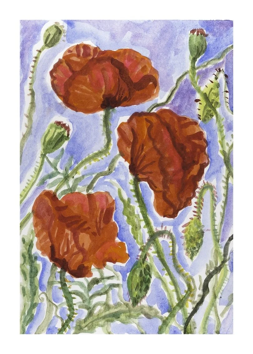 Poppy - Flanders Red copy.jpeg