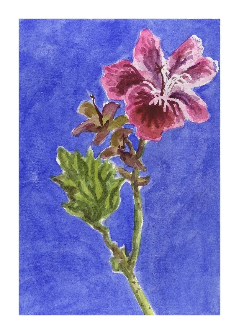 Pelargonium copy.jpeg