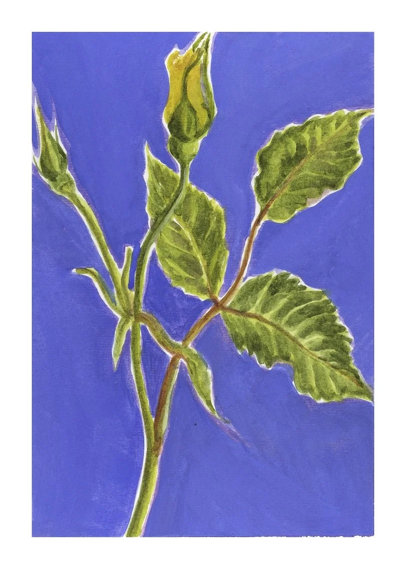 Yellow Rose copy.jpeg