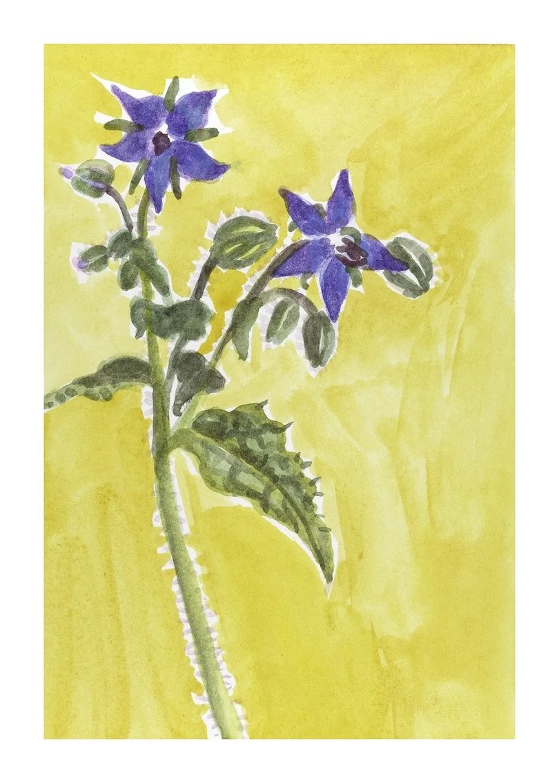 Borage copy.jpeg