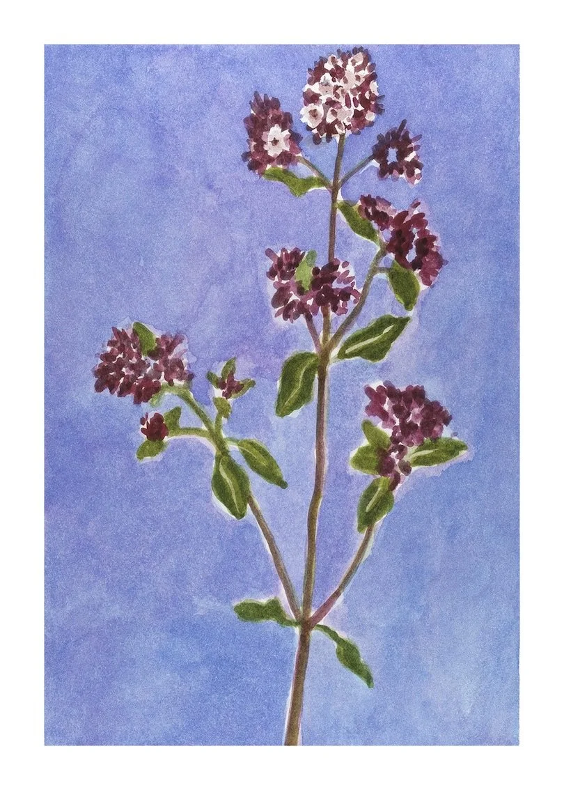 Oregano copy.jpeg